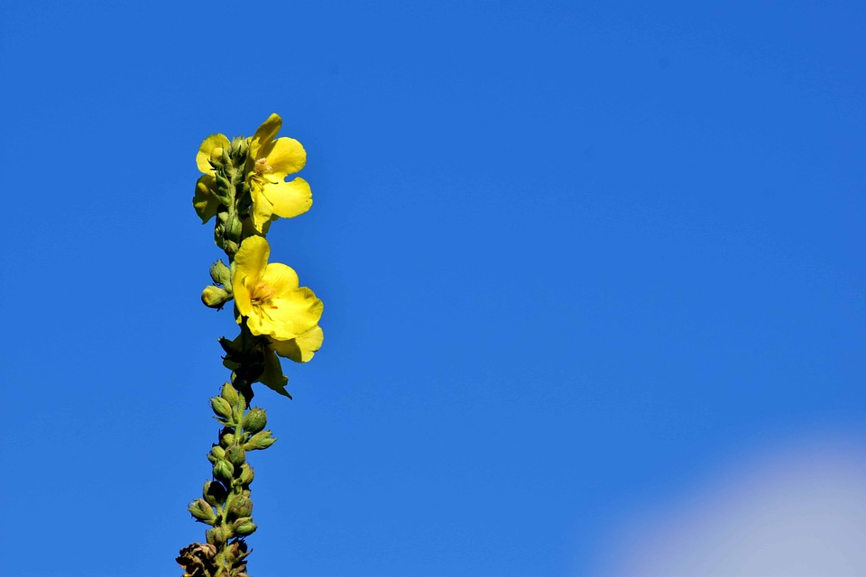 Beautiful Flowers blooming blossom