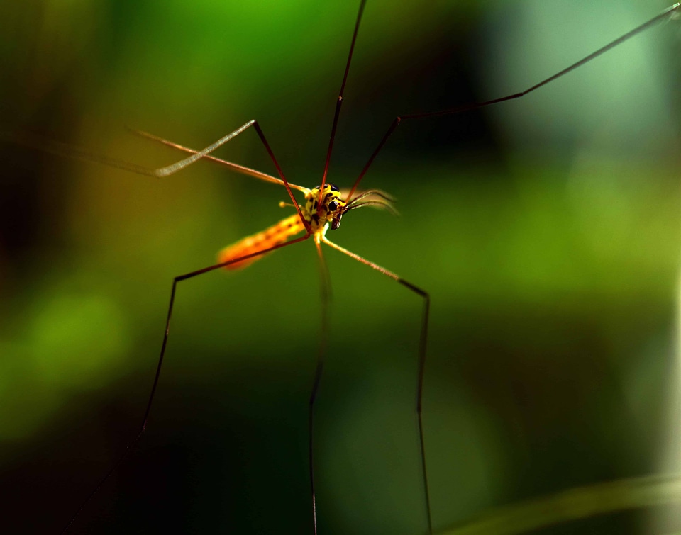 Animal arthropod bug