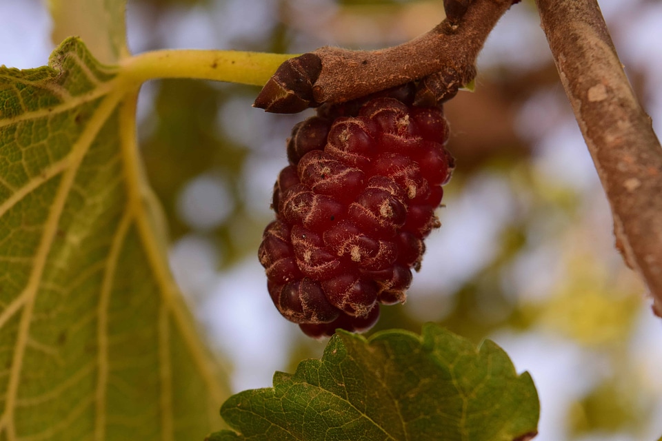 Berry diet dietary