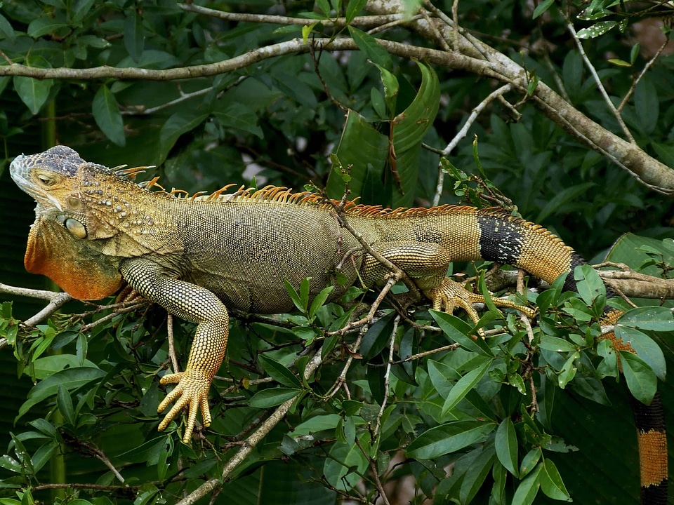 Animal biology camouflage