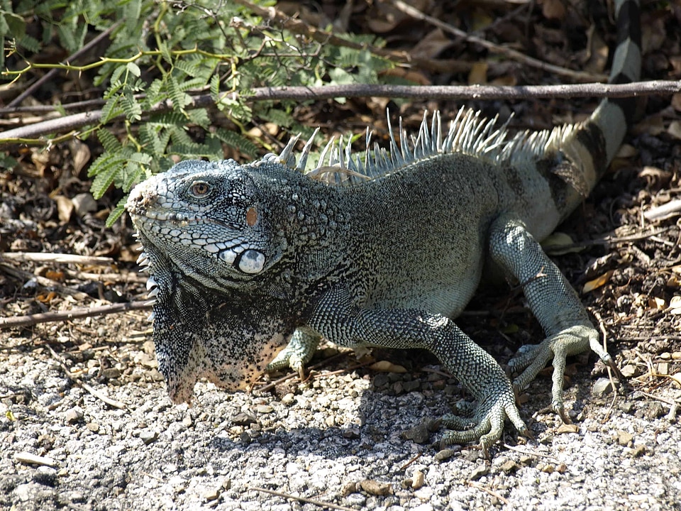 Animal biology camouflage
