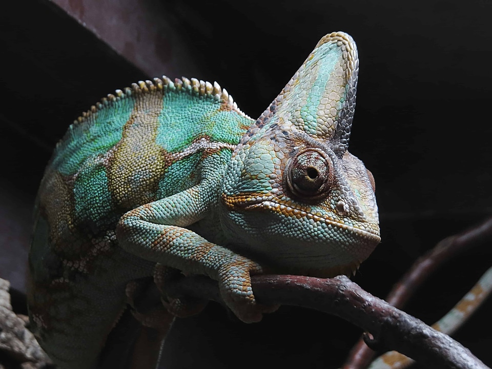 Animal beautiful image beautiful photo