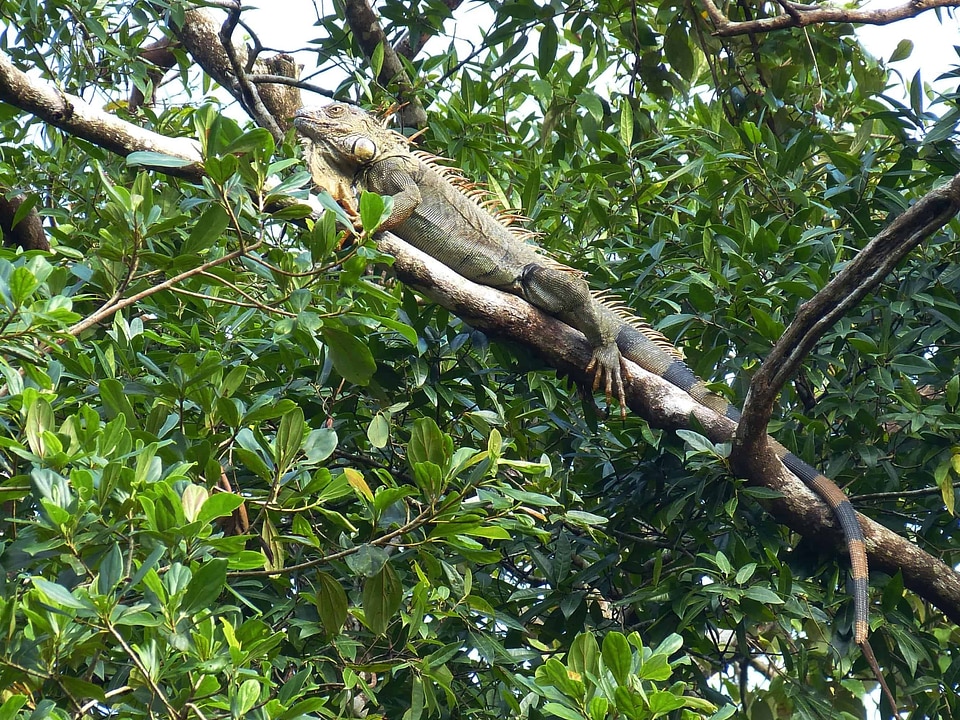 Animal biology branch