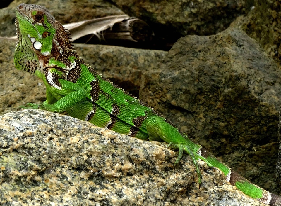 Animal biology camouflage