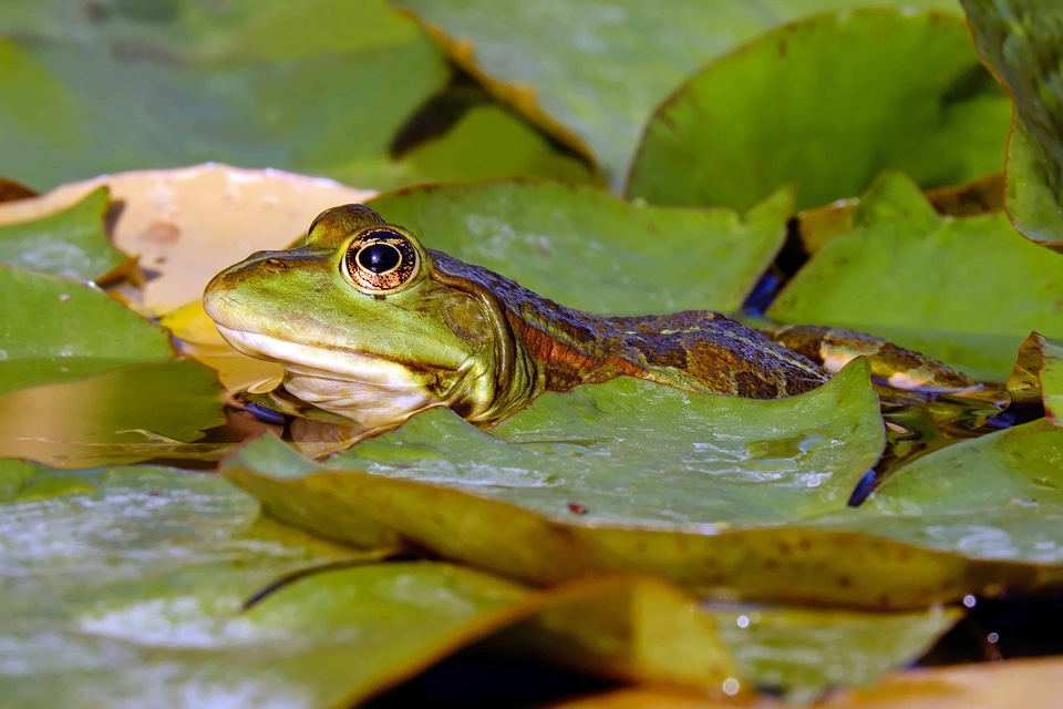 Amphibian animal daylight