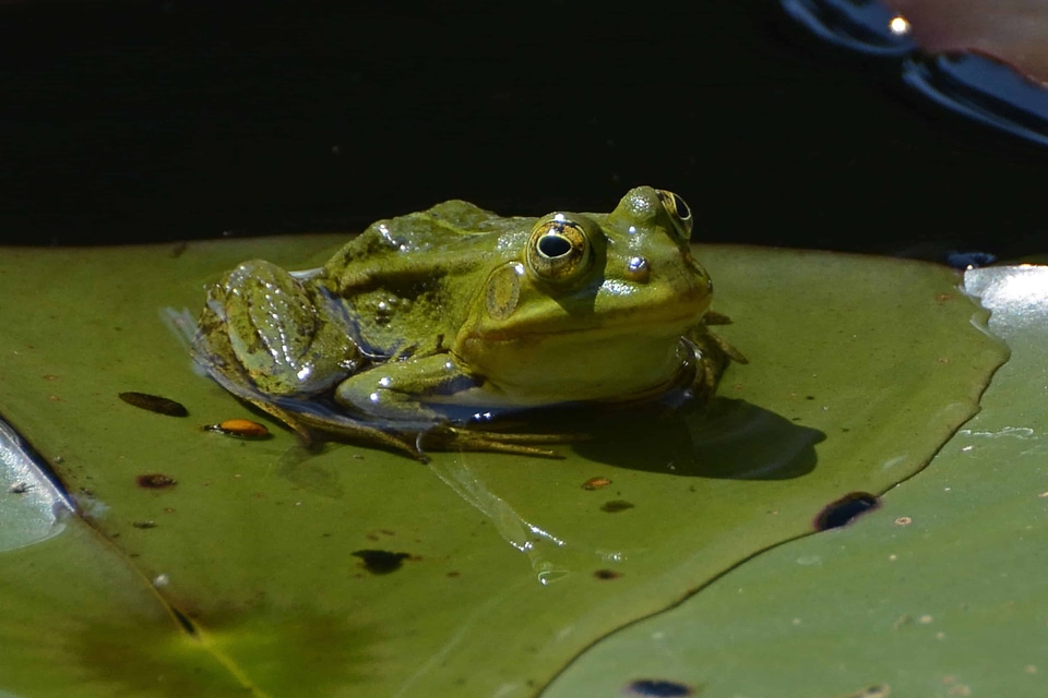 Amphibian animal daylight