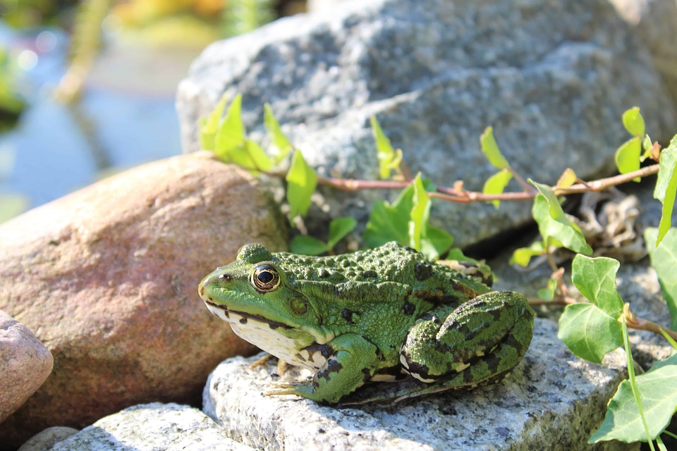 Amphibian animal daylight