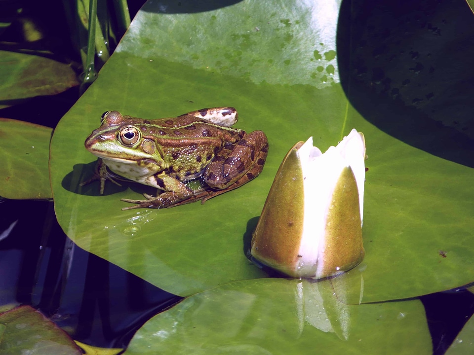Amphibian animal daylight