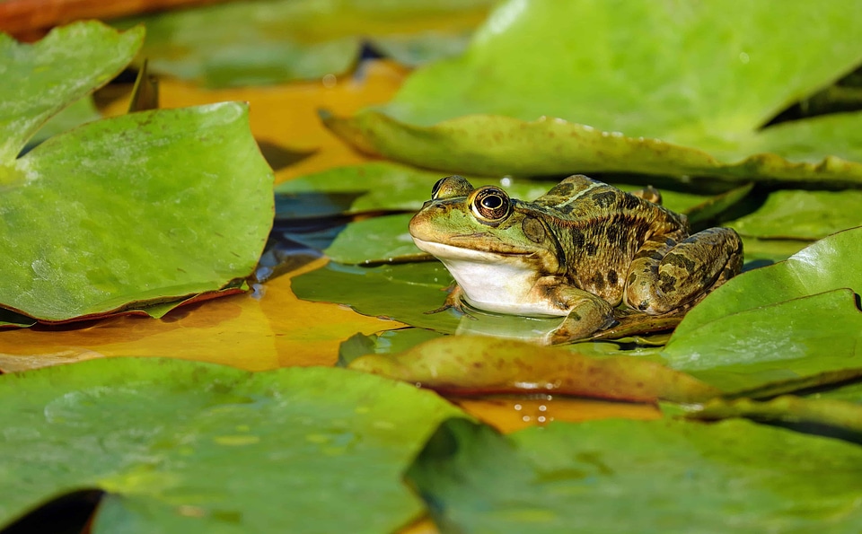 Amphibian animal daylight