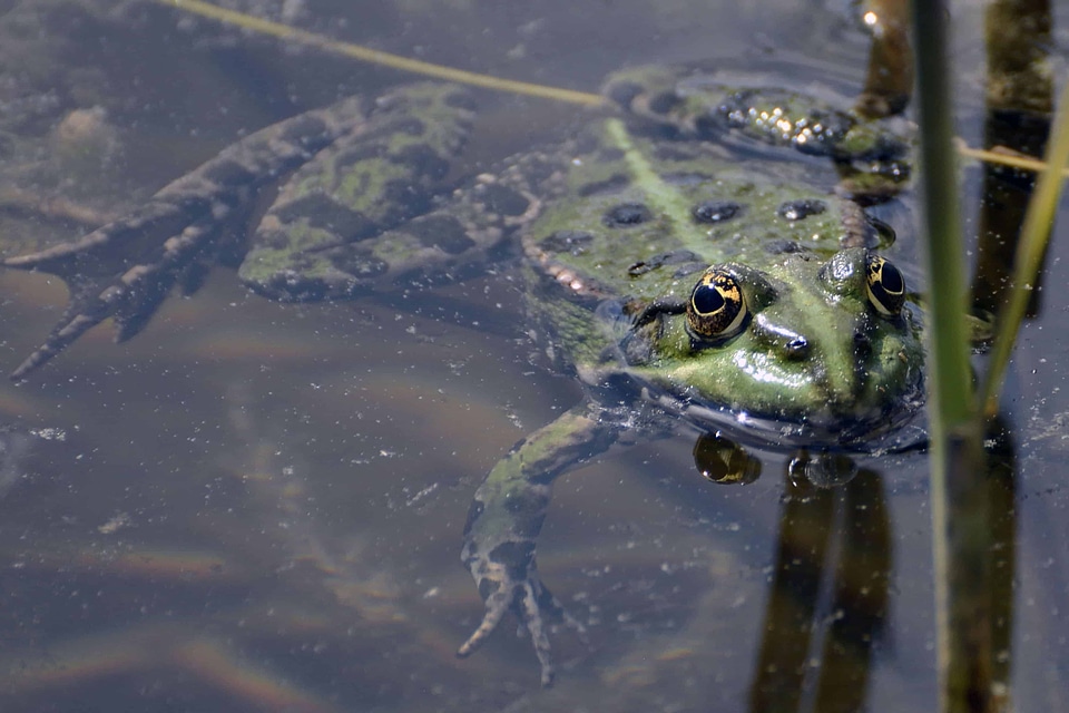 Amphibian animal coast