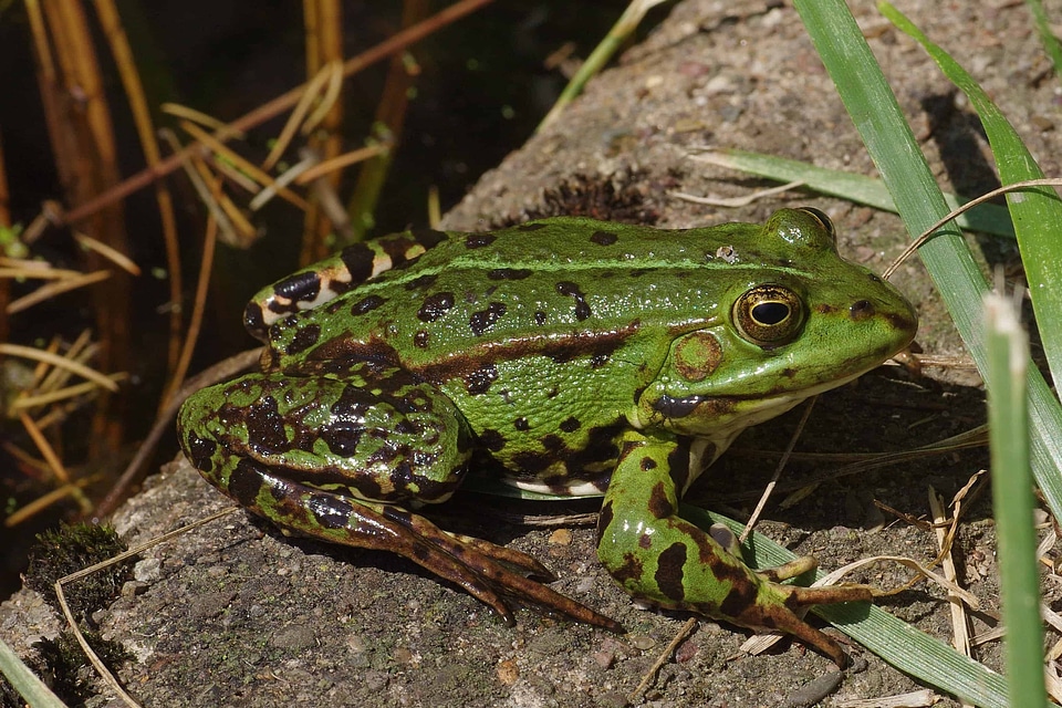 Amphibian animal daylight