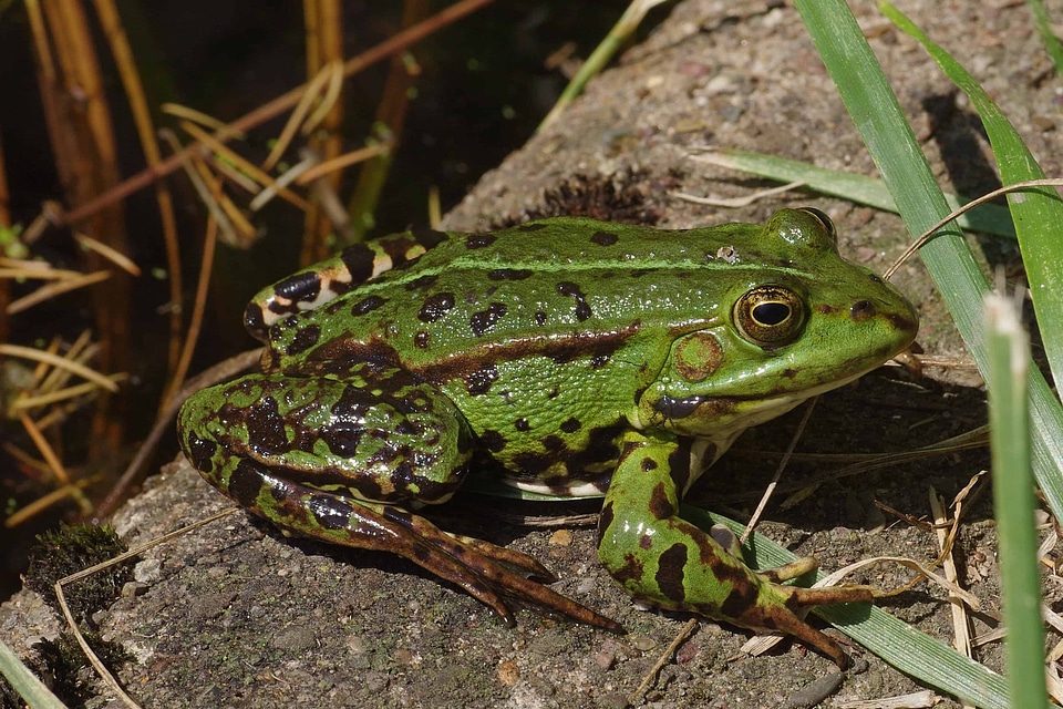 Amphibian animal daylight photo