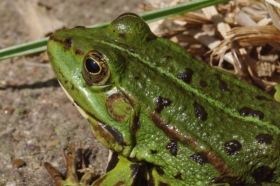 Amphibian animal animals