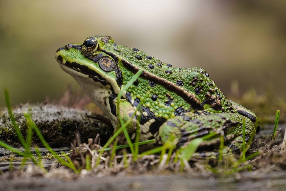 Amphibian animal daylight