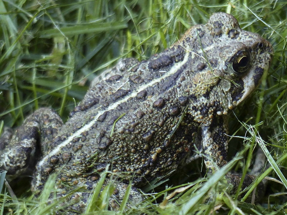 Amphibian animal camouflage