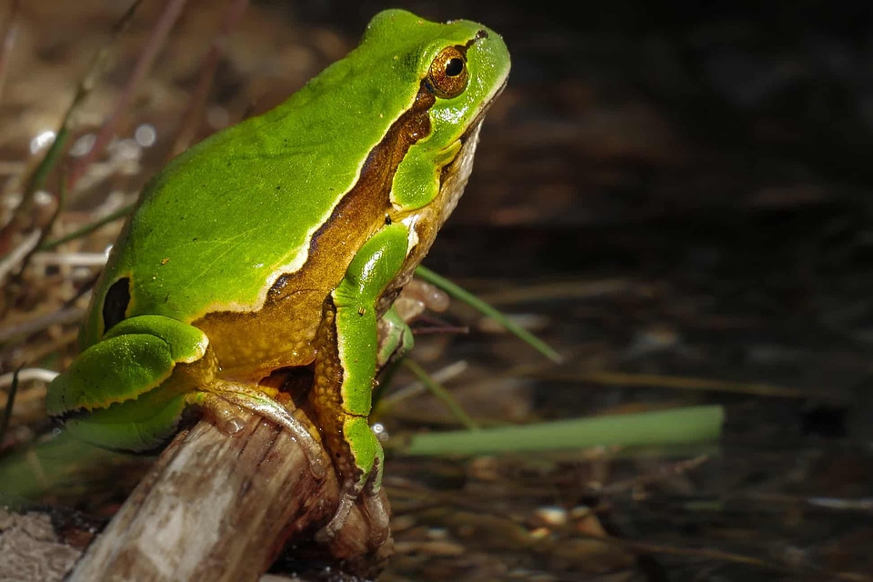 Amphibian animal camouflage