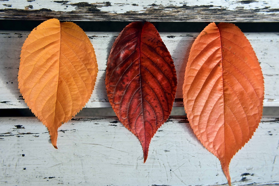 Autumn autumn season flora