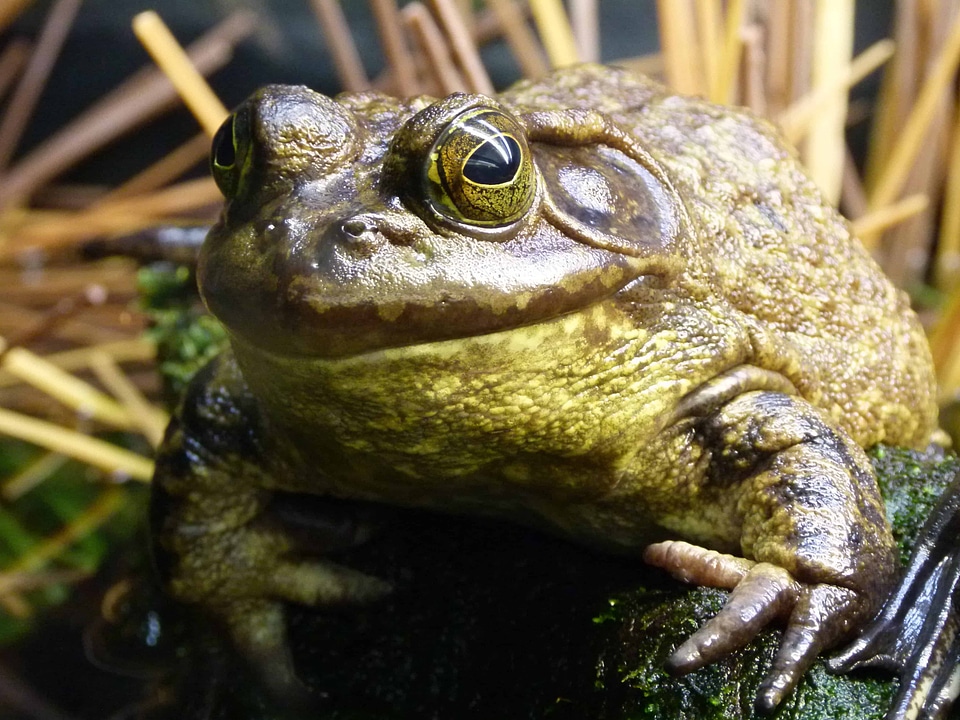Amphibian animal aquatic