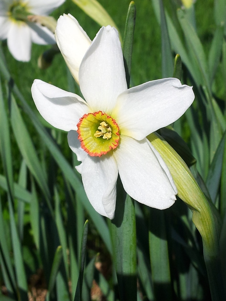 White poeticus daffodil