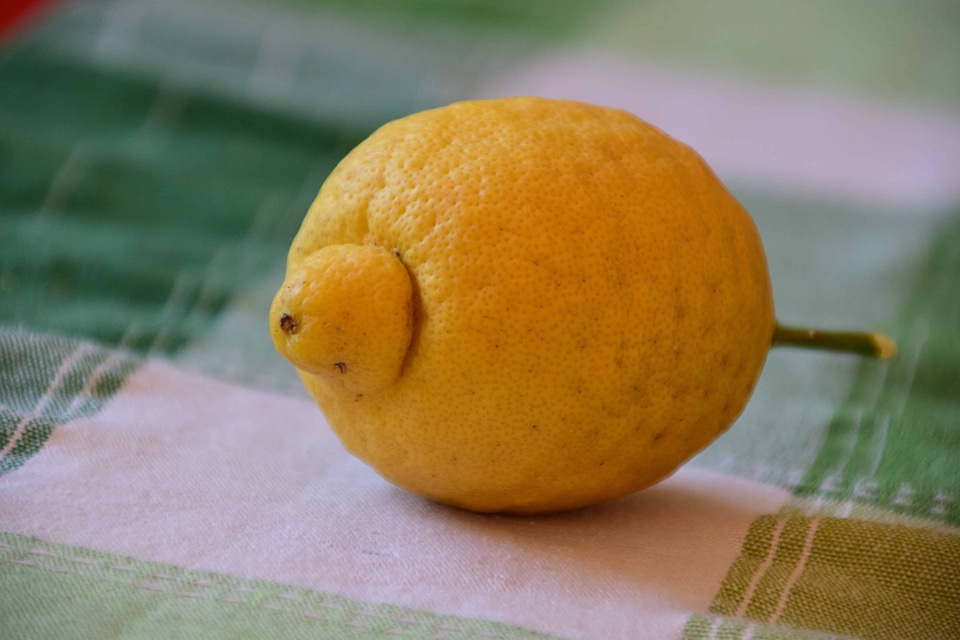 Citrus diet dietary