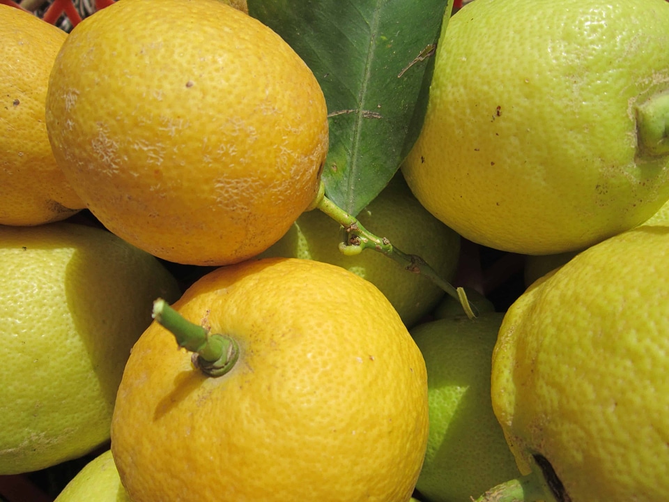 Citrus diet dietary