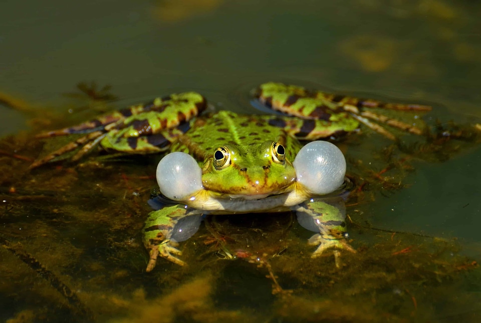 Amphibian animal daylight photo