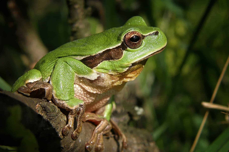 Amphibian animal animals