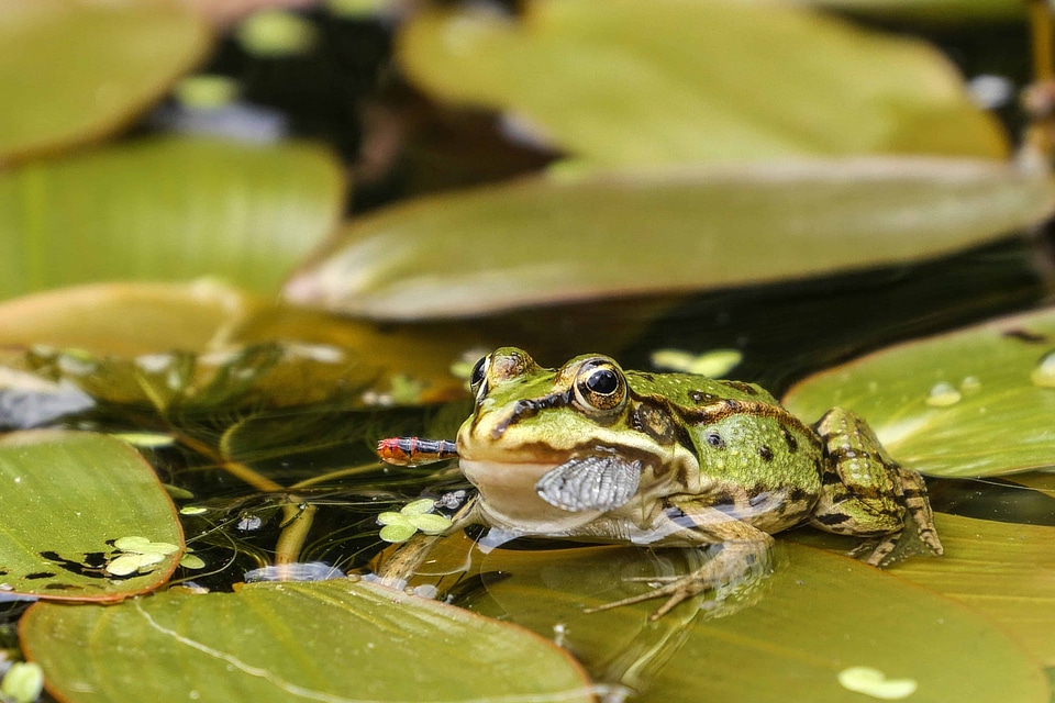 Amphibian animal daylight