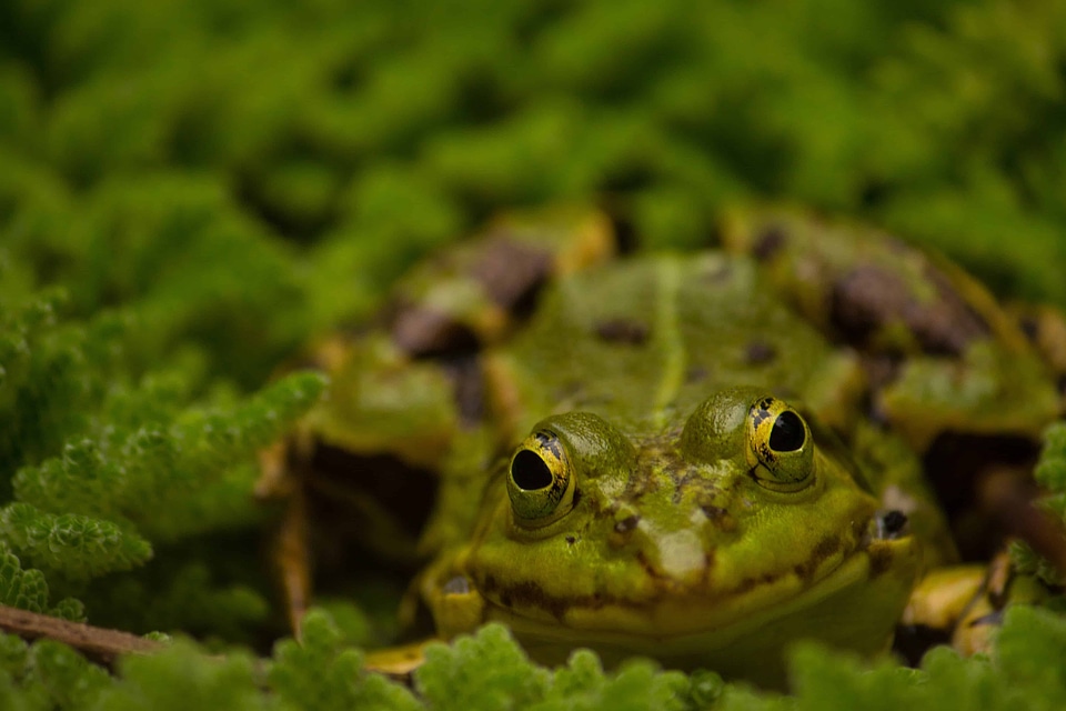 Amphibian animal daylight