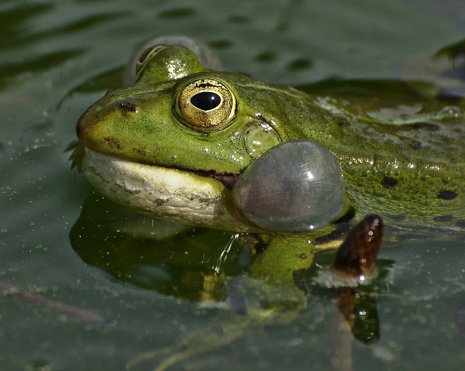 Amphibian animal coast
