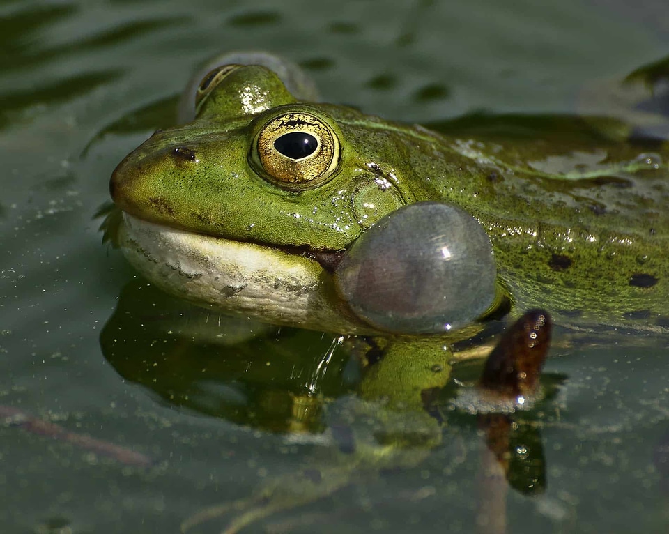 Amphibian animal coast photo