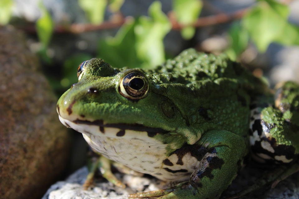 Amphibian animal daylight