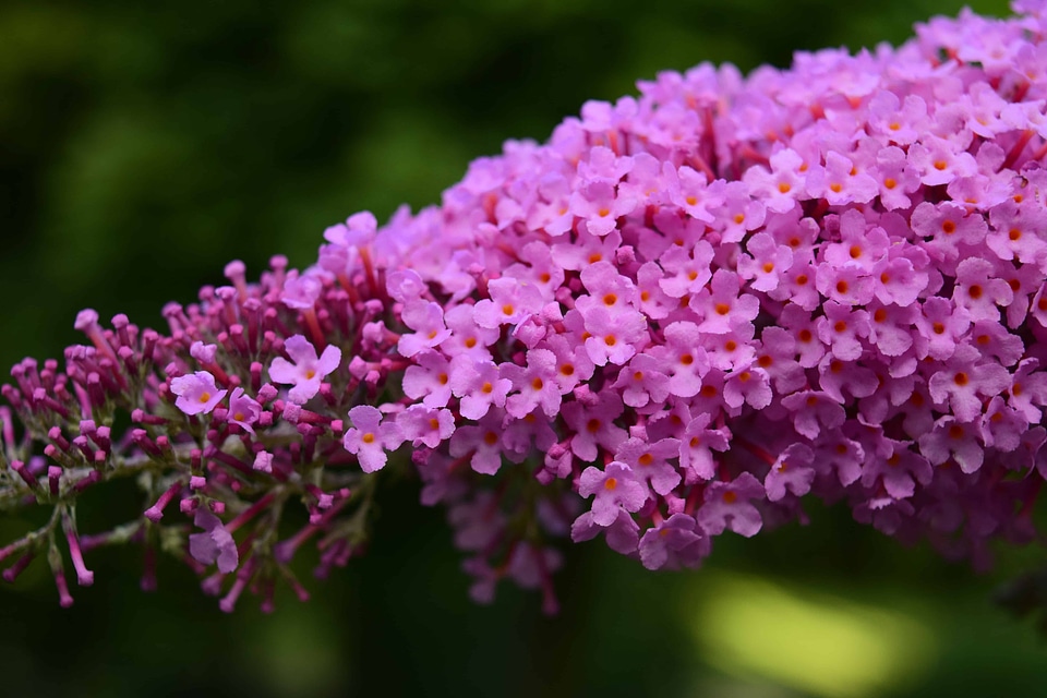 Beautiful Flowers bloom blooming