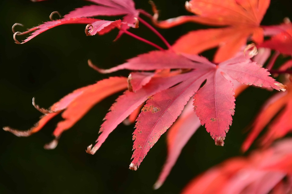 Autumn autumn season flora