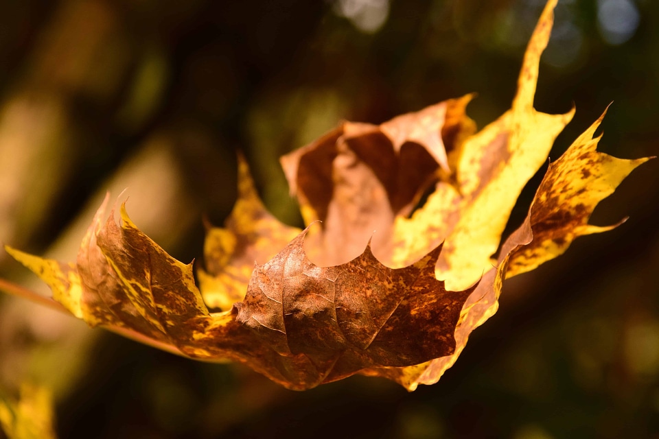 Brown daylight flora
