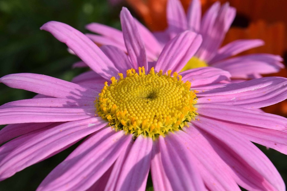 Beautiful beautiful flowers beautiful photo