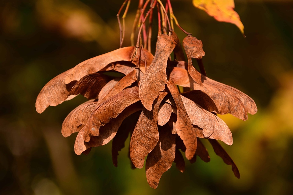 Autumn autumn season flora