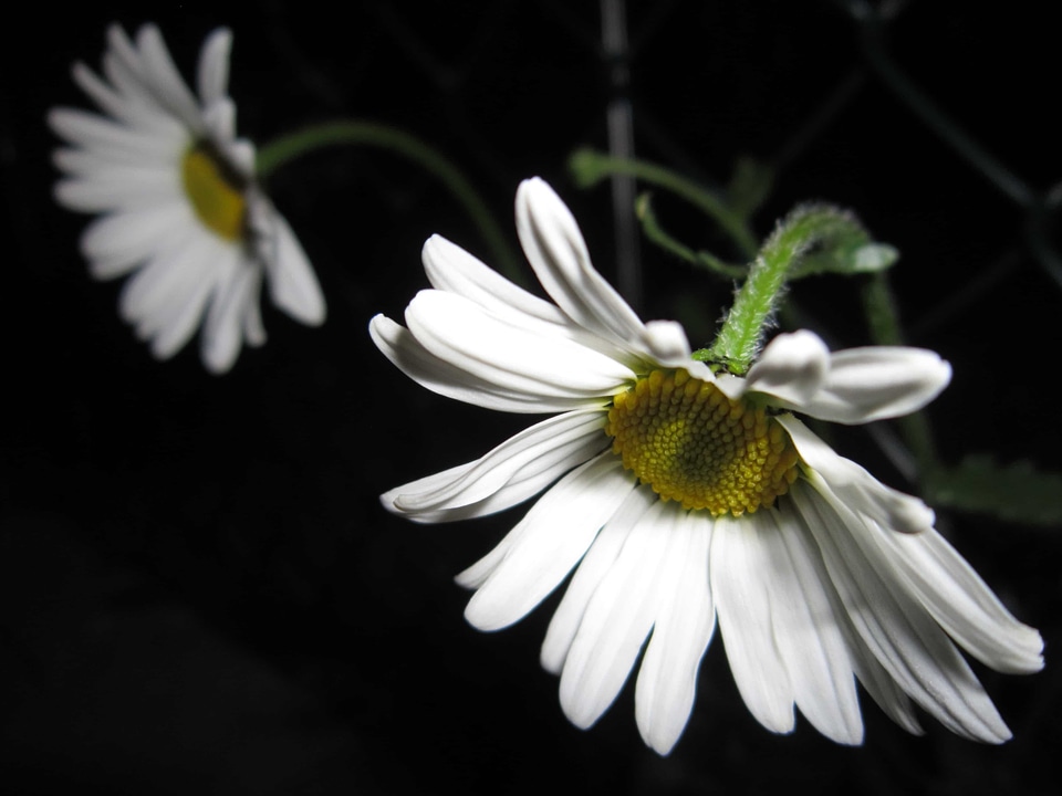 Beautiful beautiful flowers bloom