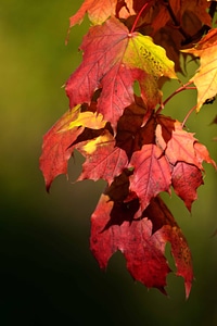 Autumn autumn season branch photo