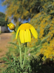 Beautiful Flowers blooming blossom photo