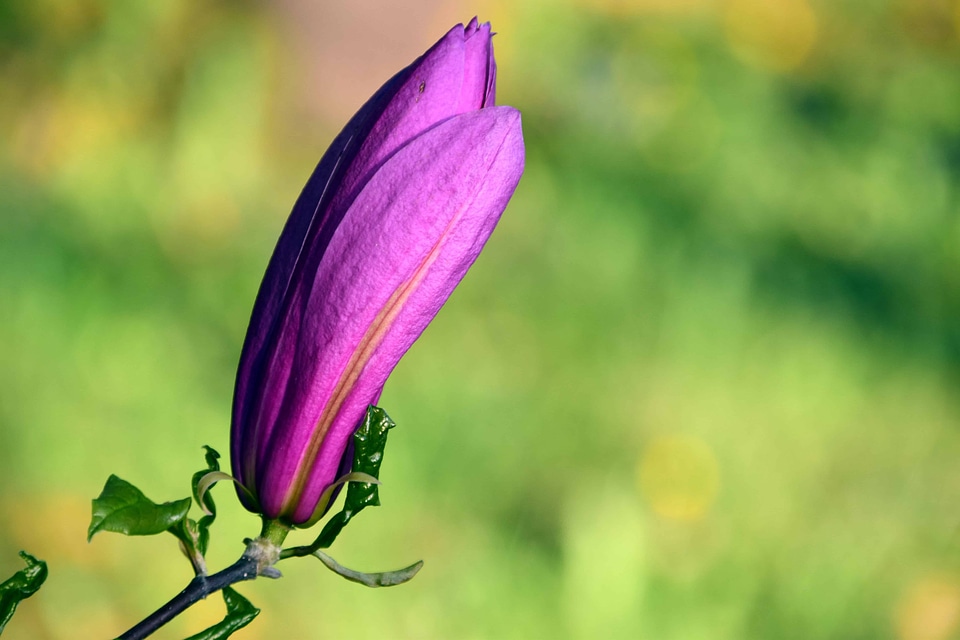 Beautiful Flowers bloom blooming