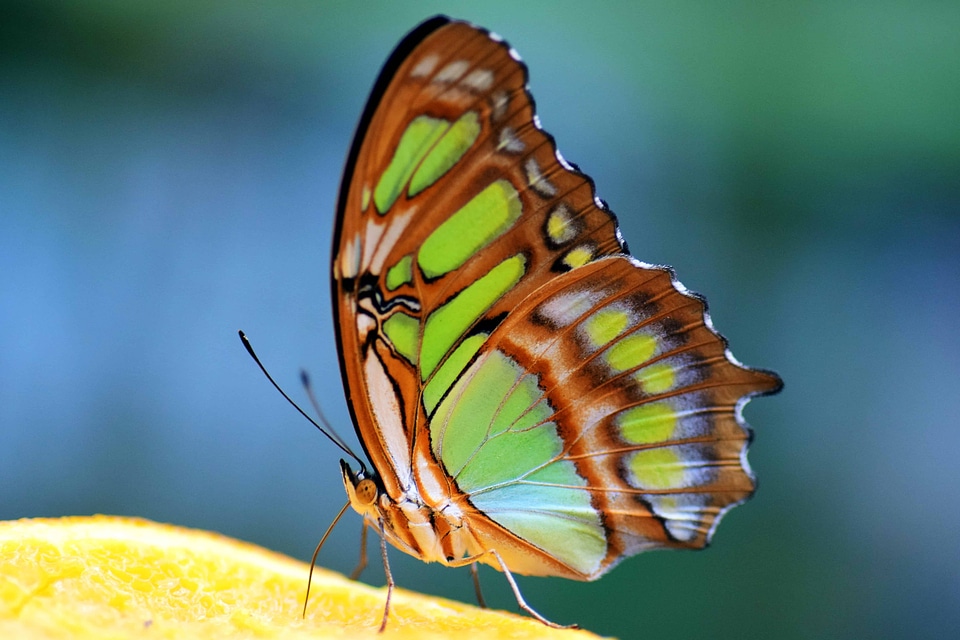 Animal arthropod bug