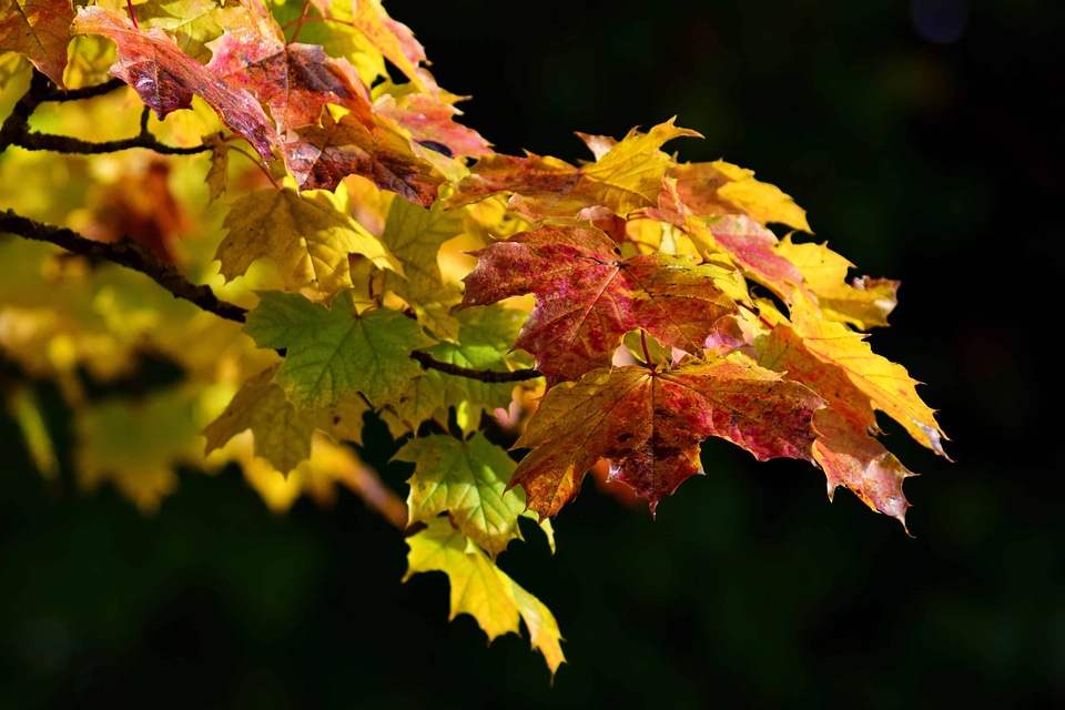 Autumn autumn season branch