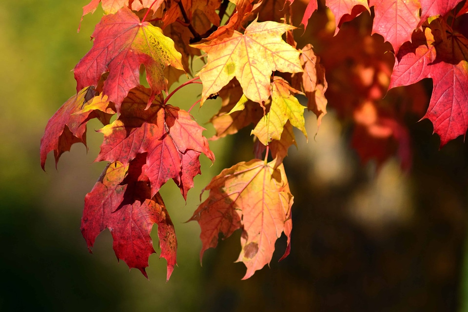 Autumn autumn season branch