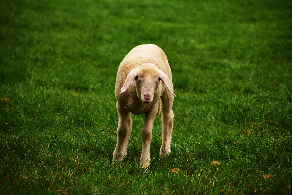 Animal cattle cute