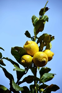 Agriculture branch citrus photo