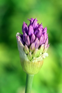 Artichoke beautiful flowers bloom