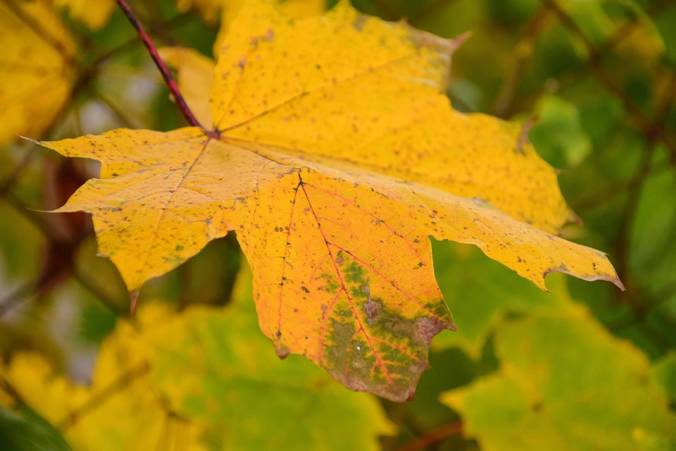 Autumn autumn season branch