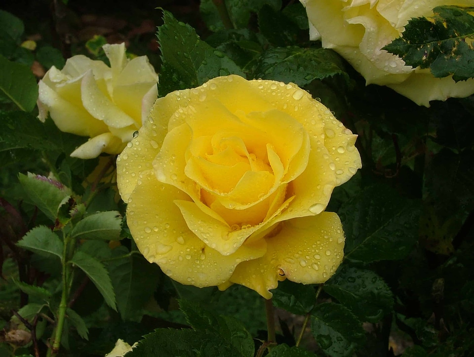 Beautiful Flowers beautiful photo begonia