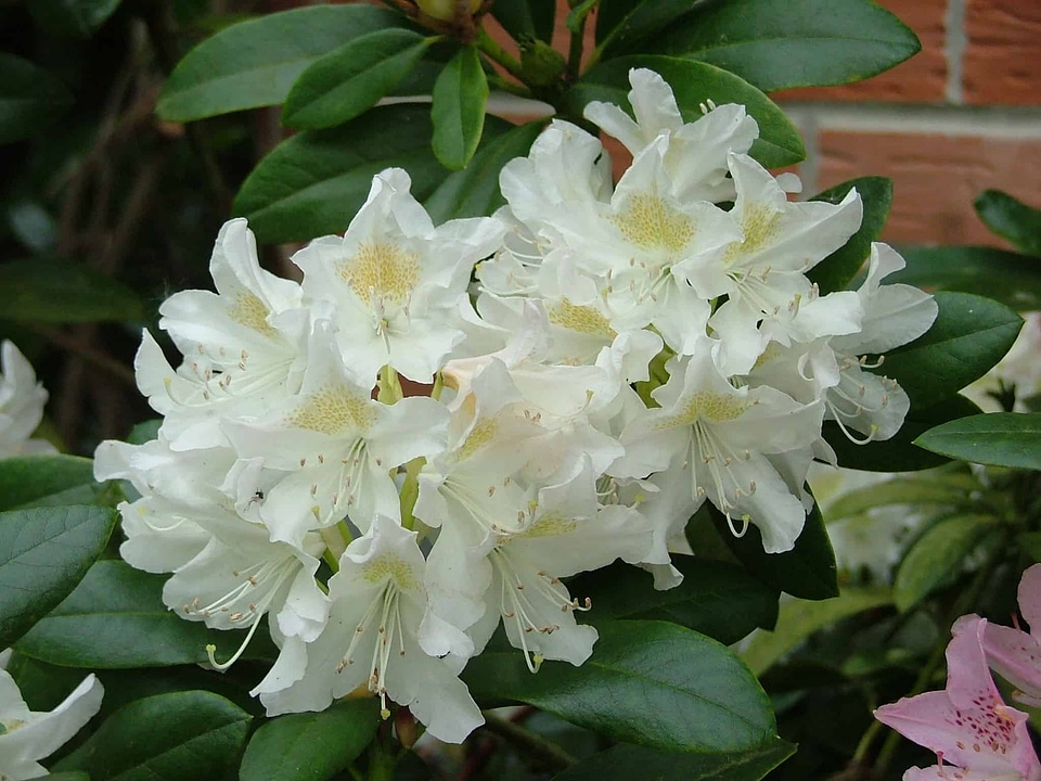 Beautiful beautiful flowers bloom
